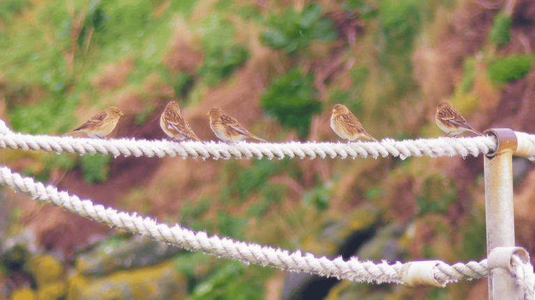 5 twite finches perched on the rope railing on Carrick-a-Rede island, with coastal vegetation in the background